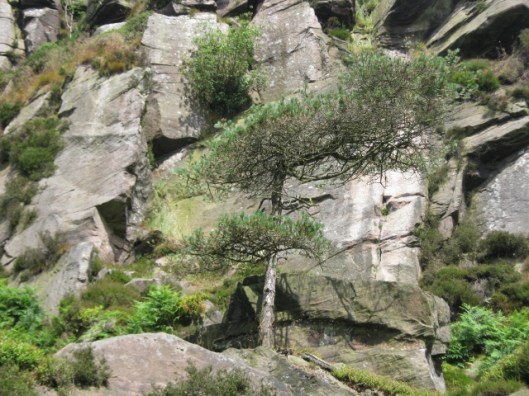 029Pine tree (640x480)