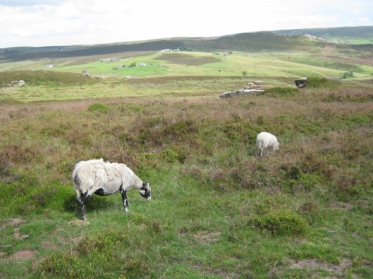 035Sheep (640x480)