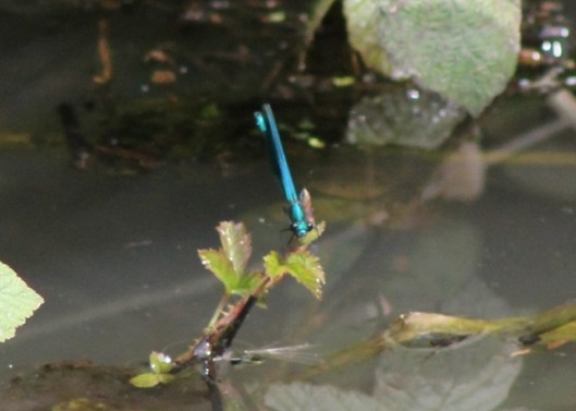 036Banded demoiselle (640x457)