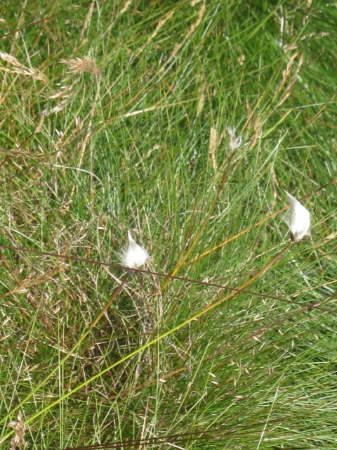 036Cotton grass (480x640)