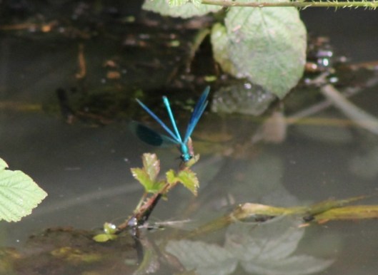 037Banded demoiselle (640x467)