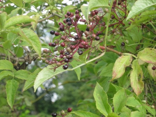 037Elderberries (640x480)
