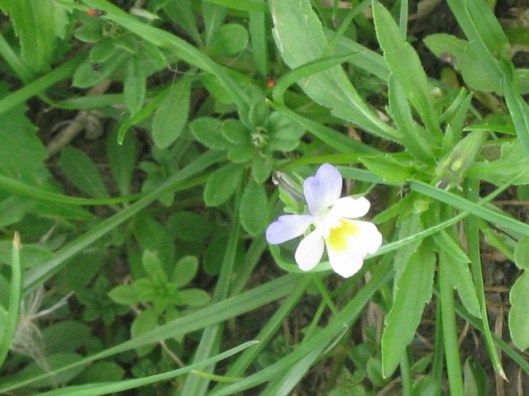 038Heartsease (640x480)