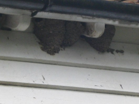 039Martin's nests (640x480)