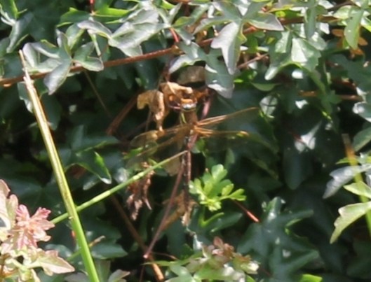 042Brown Hawker (640x488)