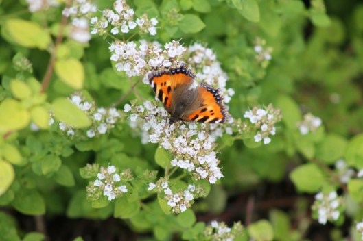 048Small tortoiseshell on marjoram (640x427)