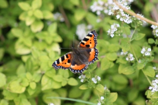 049Small tortoiseshell on marjoram (640x427)
