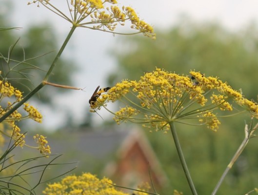 051Poss ichneumon wasp Amblyteles armatorius (640x485)
