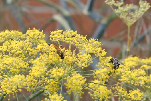 053Flesh fly and ichneumon wasp (640x430)