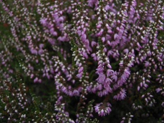 056Heather (640x480)