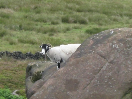 064Sheep (640x480)