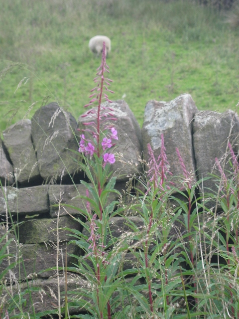 068Rosebay Willowherb (480x640)