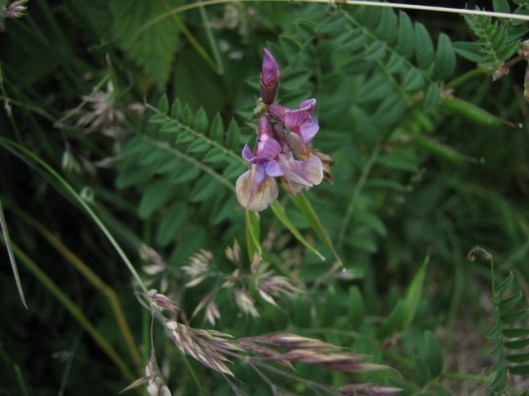073Vetch (640x480)