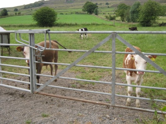 074Calves (640x480)