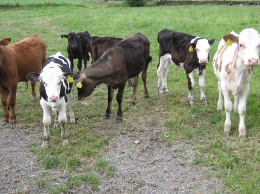 075Calves (640x480)