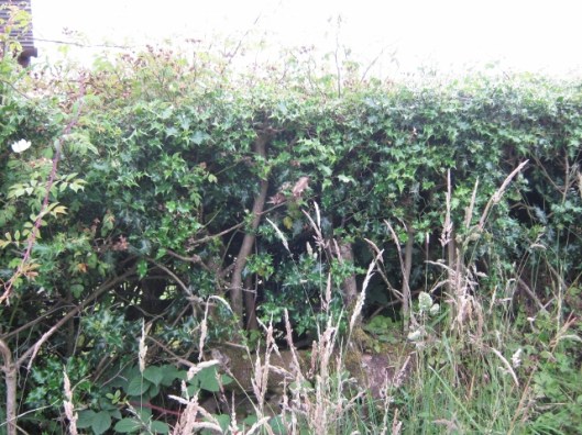 080Holly hedge (640x480)