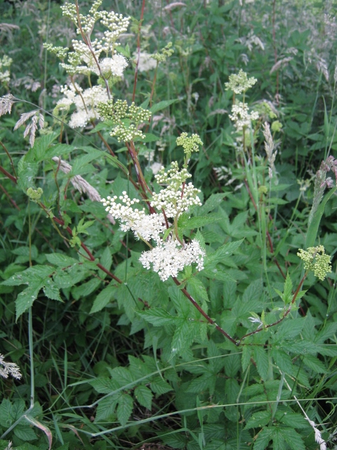 082Meadowsweet (480x640)