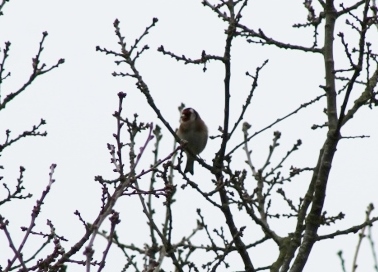 IMG_1842Goldfinch (640x424)