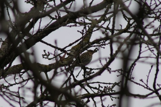 IMG_1843Song Thrush (640x427)