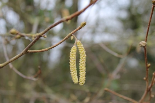 IMG_1847Hazel catkins (640x427)