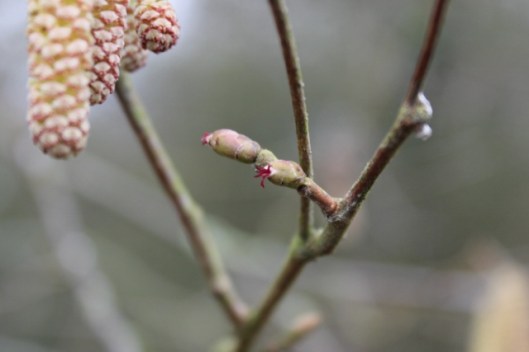 IMG_1848Female flowers of Hazel (640x427)