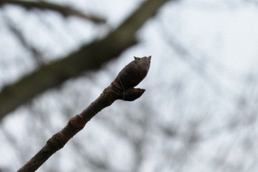 IMG_1849Horse Chestnut leaf buds (640x427)