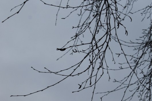 IMG_1853Birch catkins (640x427)