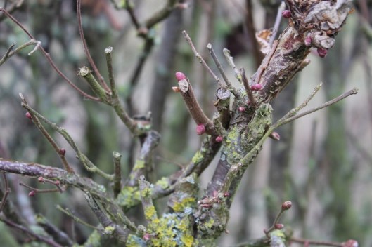 IMG_1854Buds on Blackthorn in hedge (640x427)