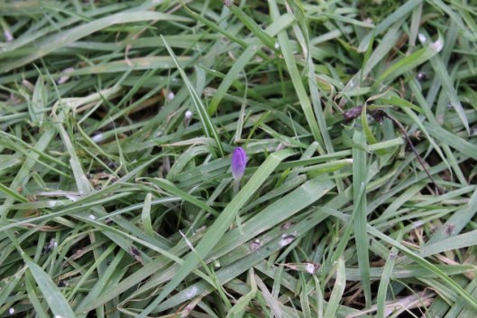 IMG_1858Crocus (640x427)