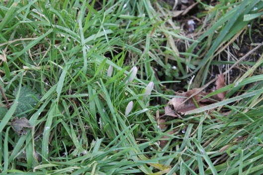 IMG_1859Crocuses (640x427)