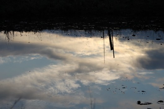 IMG_1861Reflection in pond (640x427)
