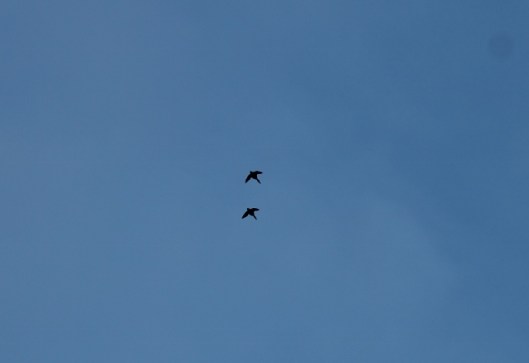 IMG_1862Flying ducks (640x440)