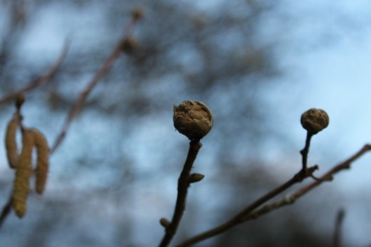 IMG_1864Catkin starting to emerge (640x427)