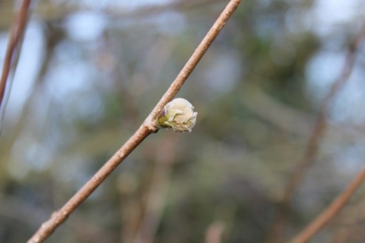 IMG_1865Catkin 'bud' (640x427)