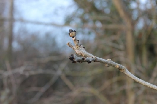 IMG_1868Ash buds (640x427)