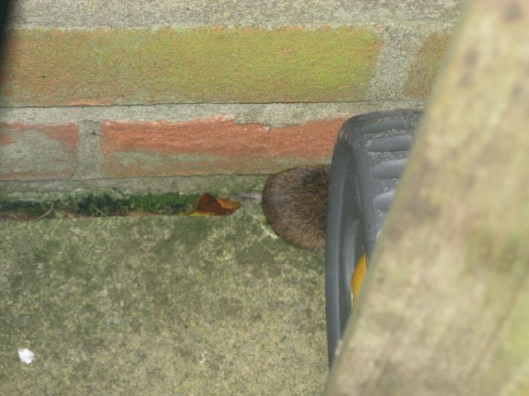 IMG_3881Vole (640x480)