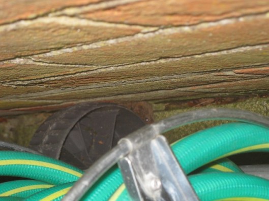 IMG_3882Vole (640x480)