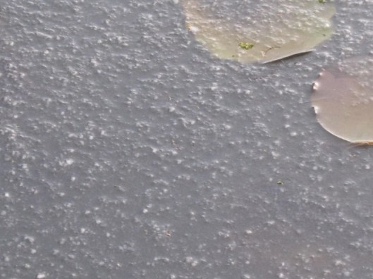 IMG_3948Ice on the pond (640x480)