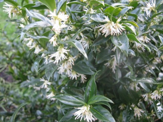 IMG_3955Christmas Box (640x480)