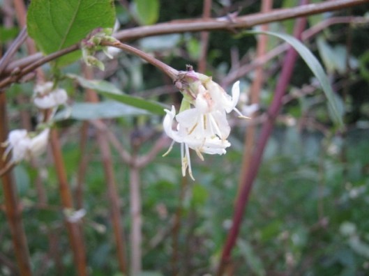 IMG_3956Winter-flowering Honeysuckle (640x480)