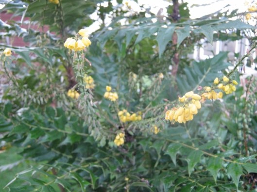 IMG_3958Mahonia (640x480)
