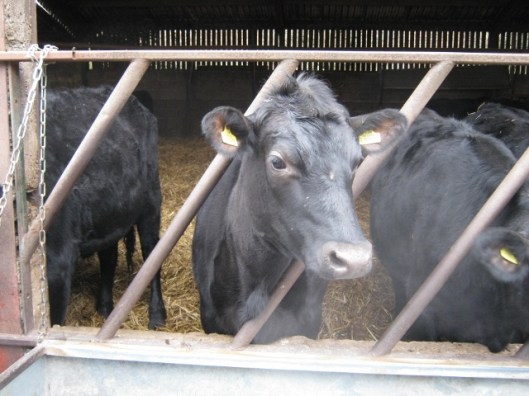 IMG_3980Bullocks (640x480)