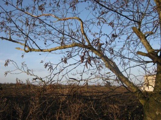 IMG_3985Italian alder tree (640x480)