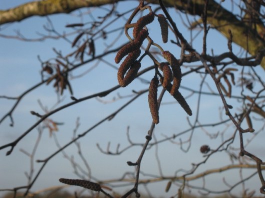 IMG_3986Italian Alder catkins (640x480)