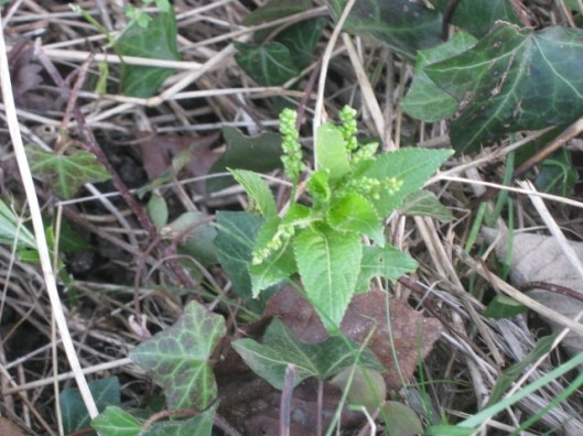 IMG_3988Dog's Mercury (640x480)