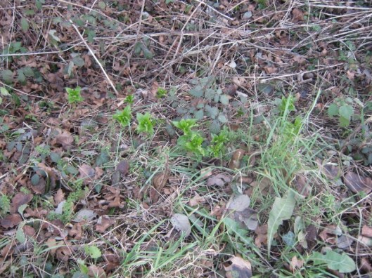 IMG_3989Dog's Mercury (640x480)