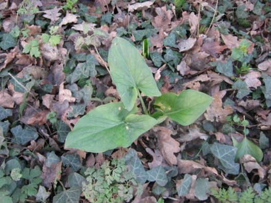 IMG_3992Lords and Ladies (640x480)