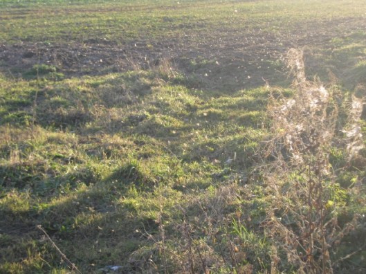 IMG_3995Flies in the sunshine (640x480)