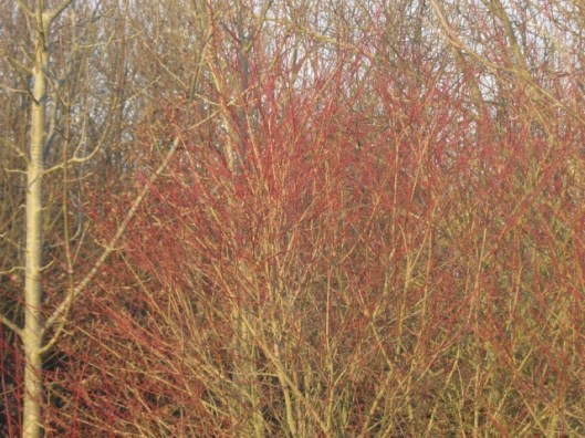 IMG_3999Dogwood (640x480)