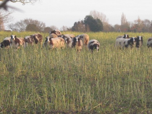 IMG_4002Jacob Sheep (640x480)